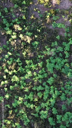 Aerial drone landing shot above young plants on field