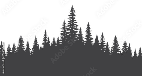 Dark silhouette of a dense evergreen forest against a white background