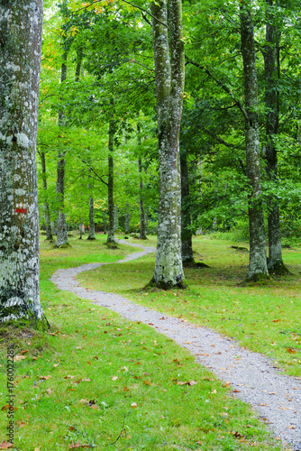 Forest trail. A path crosses a forest of green oak trees, Navarre.