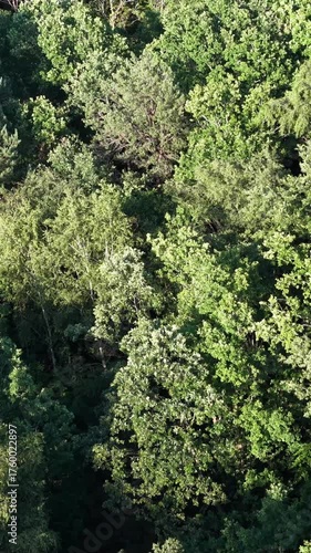 Slow vertical drone flyover above dense green forest