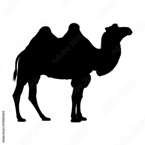 Silhouette of a two-humped bactrian camel standing on white background