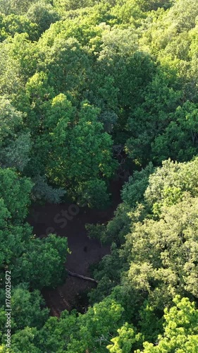 Aerial drone shot flying quickly above forest and tilting camera down