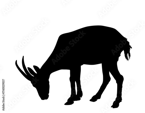 Goat grazing vector silhouette illustration isolated. Goat ibex. Mountain wildlife animal Himalayan tar. Farm animal cheese and milk organic food.