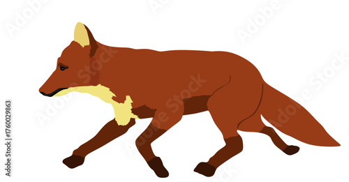 Running fox vector illustration isolated on white background. Smart animal predator. Silent hunter hunting food.