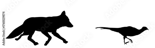 Hungry fox hunting pheasant vector silhouette illustration isolated on background. Smart animal predator shape.  Cunning fox lurks a pheasant bird cock behind back. Forest wildlife food chain shadow.
