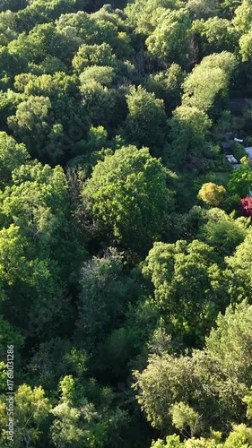 Aerial drone shot flying quickly above forest and tilting camera down