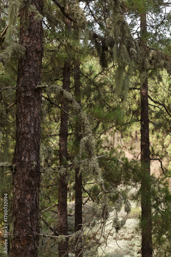 Obraz premium Tree lichens on the trunks in Central Gran Canaria, considered indicators of the purity of the air