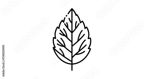 Outline Of A Leaf Vein Structure Against Darkness Depicting Natural Elegance