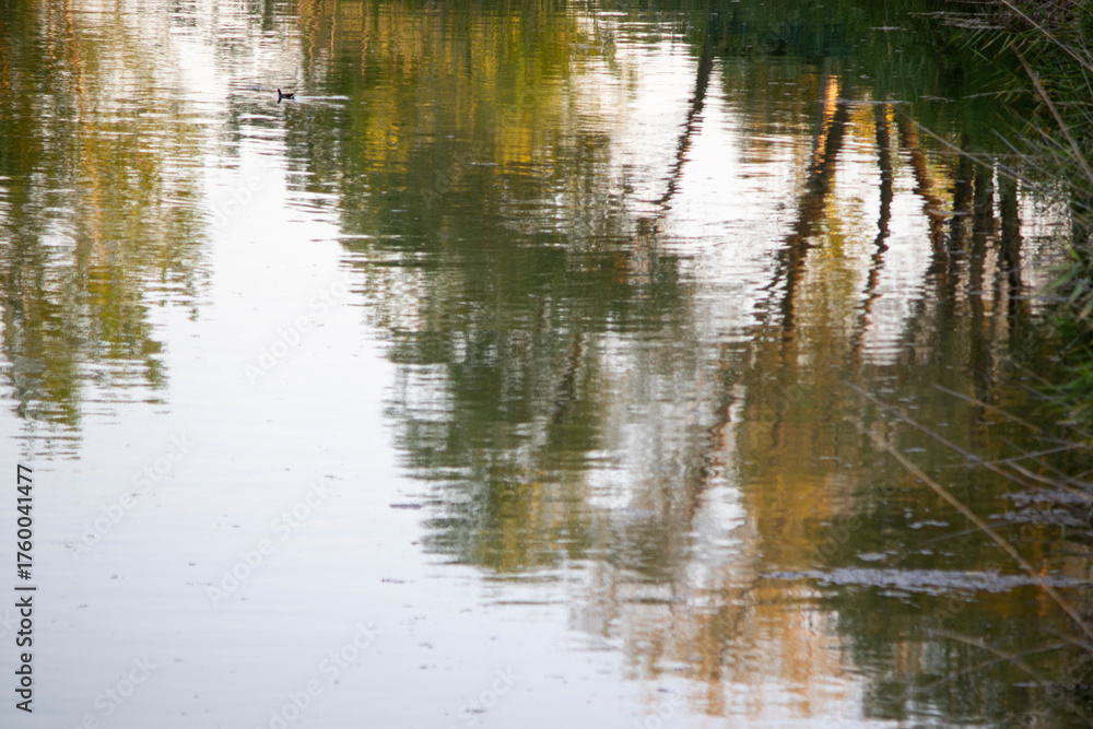 Obraz premium reflection of trees in water