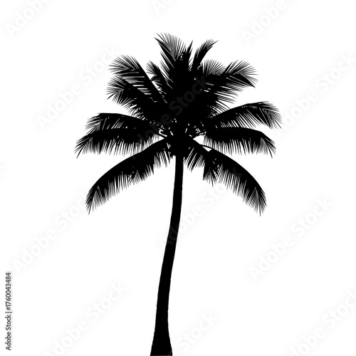 Silhouette of a tall coconut palm tree on white background