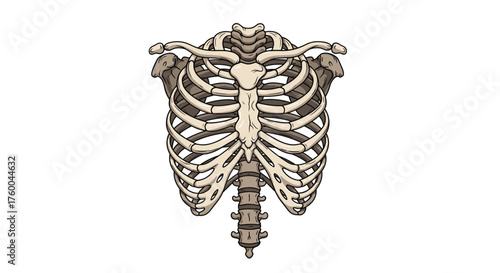 An animated depiction of the human rib cage and sternum.