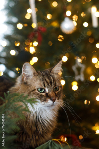 Cute cat sitting at stylish christmas wreath with green branches and baubles on rustic table against decorated christmas tree lights. Pet and winter holidays in atmospheric room, copy space