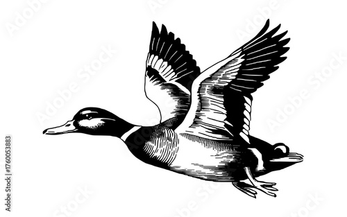 Detailed black and white vintage engraving of a duck in flight with wings spread, showing feathers and classic hand drawn line art.