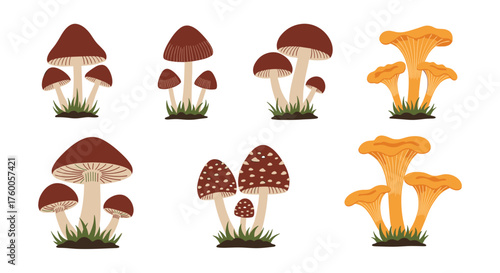 A collection of various edible and poisonous mushrooms in a natural woodland setting.