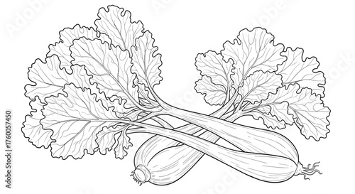 Two fresh rhubarb stalks with leafy green tops are depicted in a black and white illustration.