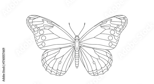 A detailed outline drawing of a butterfly showcases its delicate wings and intricate patterns.