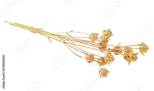 Bunch of flax spikelets isolated on a white background. Ears of flax. Beautiful dry flax plants.