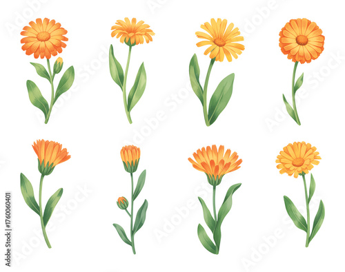 Calendula flower collection painted in watercolor texture for textile pattern. Blooming calendula stems in hand painted watercolor
