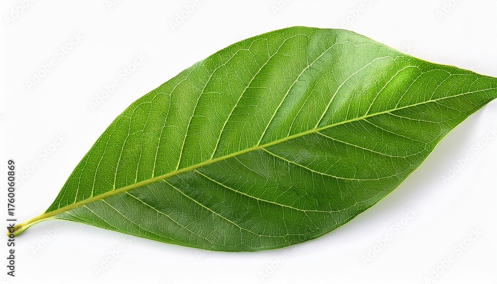 Obraz premium Leaves Isolated On White Background