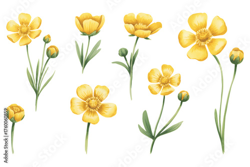 Watercolor meadow buttercup flower. Yellow meadow buttercup flowers hand painted in watercolor soft green leaves.