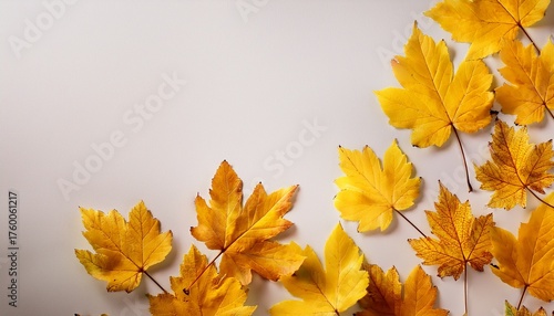 Bright Yellow Autumn Leaves On A Light Background