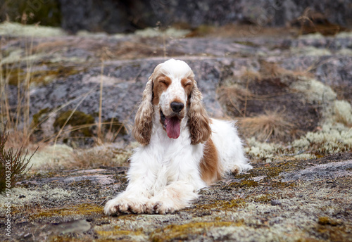 Wildlife. Portrait of an English Cocker Spaniel. The dog lies on a rocky ledge covered in moss and smiles. His coloring is orange roan.