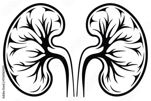 Paired kidneys are presented as a monochrome anatomical form on a white background