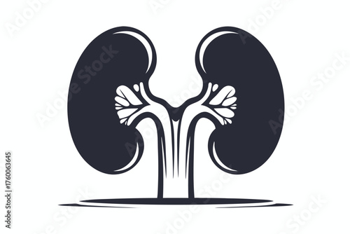 Symmetrical kidney organ illustration showcases the intricate internal structures in bold, clean black outline