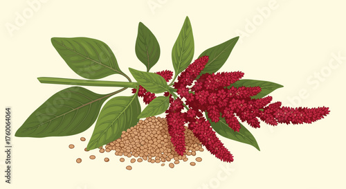 A sprig of amaranth with its characteristic red flowers and seeds.