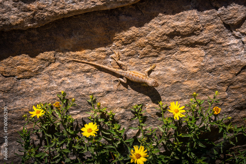close up of a lizard in zion national park, usa