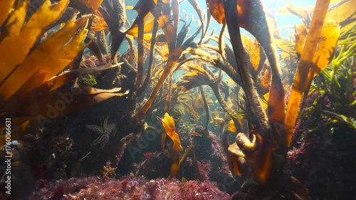 Kelp forest underwater in the Eastern Atlantic ocean (Furbellow algae, Saccorhiza polyschides),natural scene, Spain, Galicia