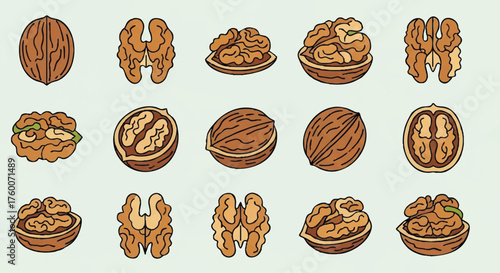 set of walnut outline icons vector full color