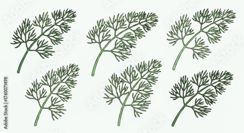 set of dill herb fronds outline icons vector full color