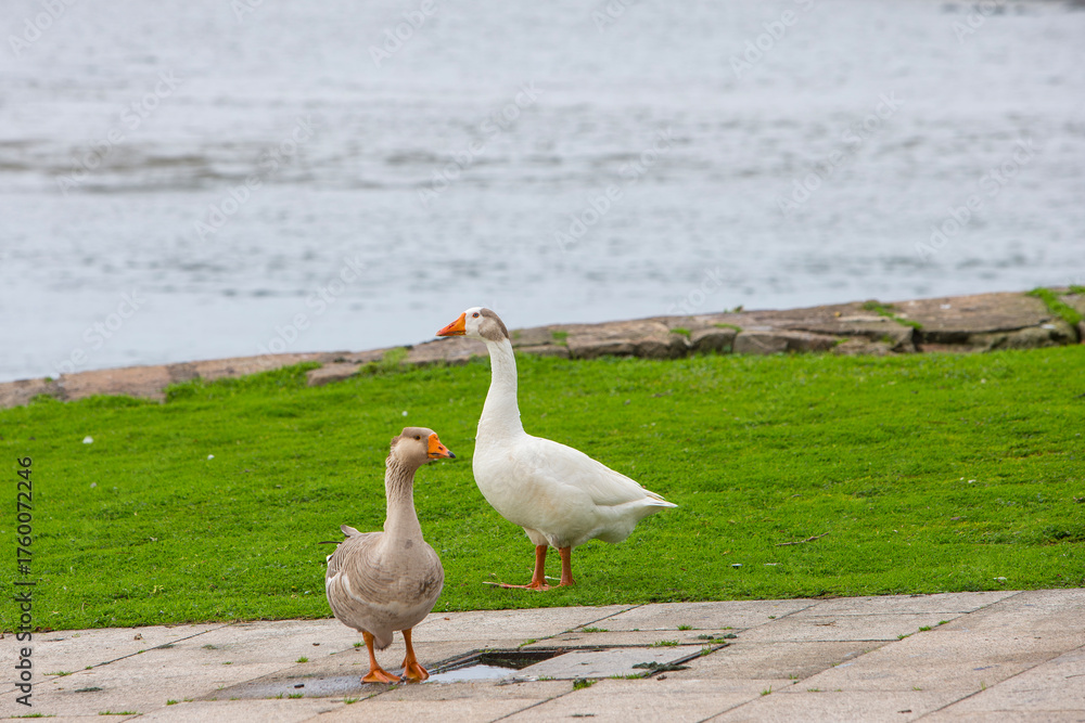 Fototapeta premium A grey domestic goose and a white domestic goose stand together on a paved walkway by a grassy riverbank. A concept of urban wildlife and park life.