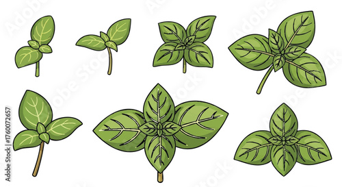 set of basil leaves outline icons vector full color