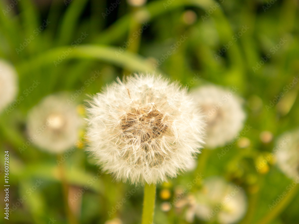 Fototapeta premium Dandelions in Bright Green Grass on a Sunny Day