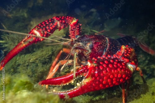 Close-up underwater photo of a red swamp crayfish in its natural habitat, showing vivid colors, claws, and texture against green aquatic plants