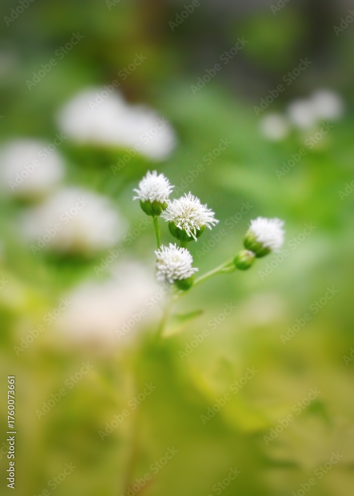 Fototapeta premium A close-up of small white wildflowers with a soft green blurred background, capturing the beauty and calm of nature in gentle light.