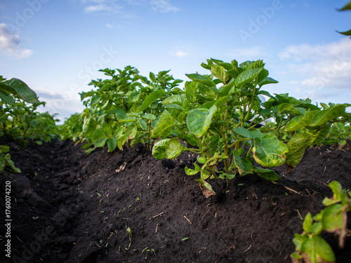 Fresh Potato Plants Growing in a Sunny Field