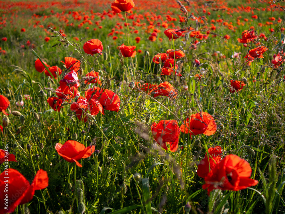 Fototapeta premium Vibrant Poppy Field in Full Bloom During Spring