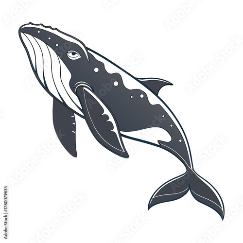 north-pacific-right-whale-vector-