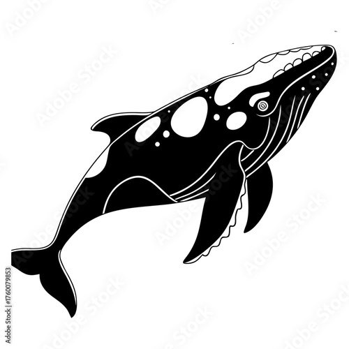 north-pacific-right-whale-vector-