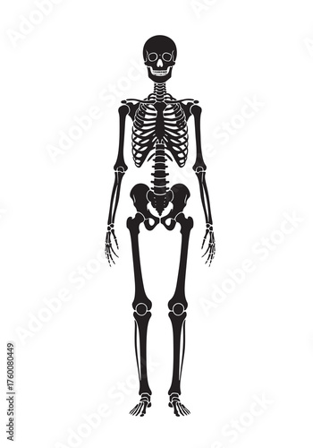 Illustration of a human skeleton, a representation of the bodys bony framework