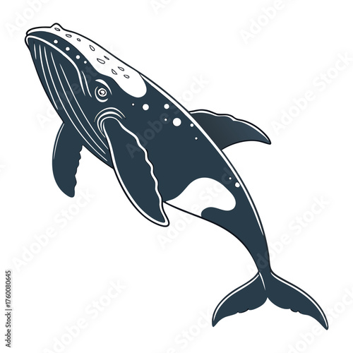 north-pacific-right-whale-vector-