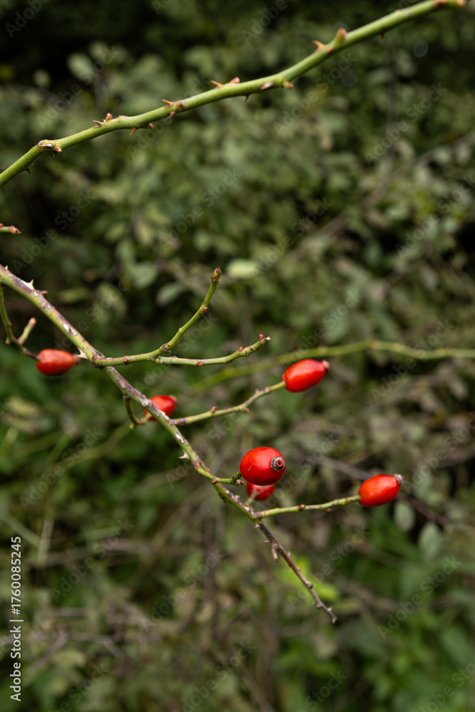 Obraz premium Medicine plant and herbal therapy. Wild rose hip bush, natural herbal remedy, rich in vitamin C, healthy lifestyle, organic superfood, seasonal wellness, immunity boost, herbal medicine concept.
