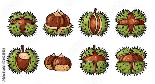 set of chestnut in spiky shell outline icons vector full color
