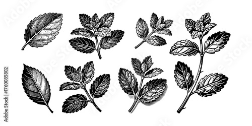 Hand-drawn detailed mint leaves and stems in classic engraving style on a white background, perfect for culinary, herbal, and botanical concepts
