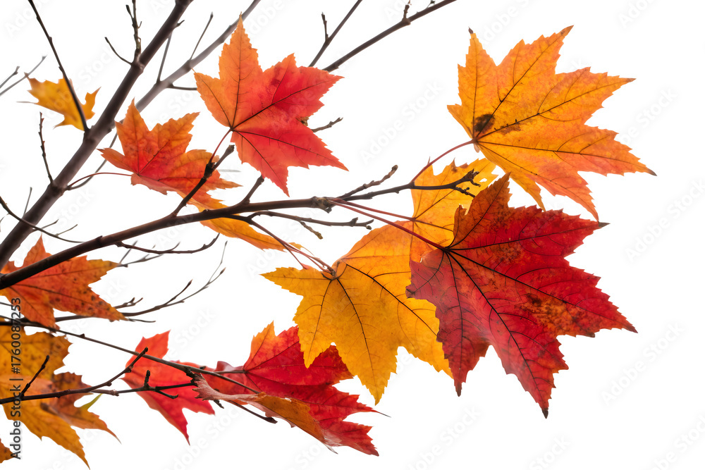 Fototapeta premium Maple Autumn Leaves Branch – Vibrant Fall Foliage for Seasonal Design and Decoration.