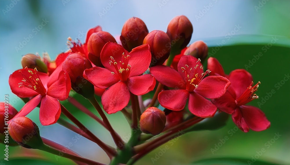 Fototapeta premium Jatropha Integerrima Peregrina Bright Red Flowers In Bloom Close Up