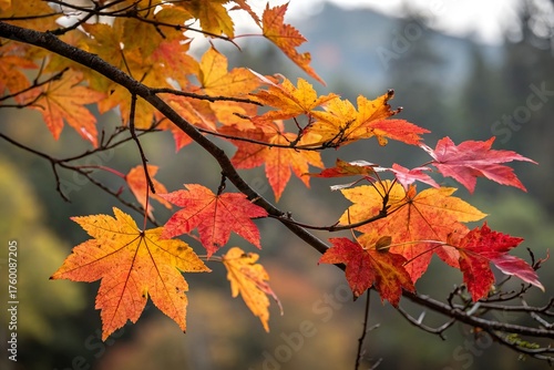 Maple Autumn Leaves Branch – Vibrant Fall Foliage for Seasonal Design and Decoration.